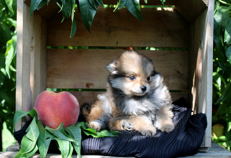 puppy, for, sale, Pomeranian, Matthew B. Stoltzfus, dog, breeder, Gap, PA, dog-breeder, puppy-for-sale, forsale, nearby, find, puppyfind, locator, puppylocator, aca